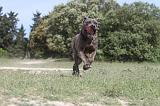 CANE CORSO 040